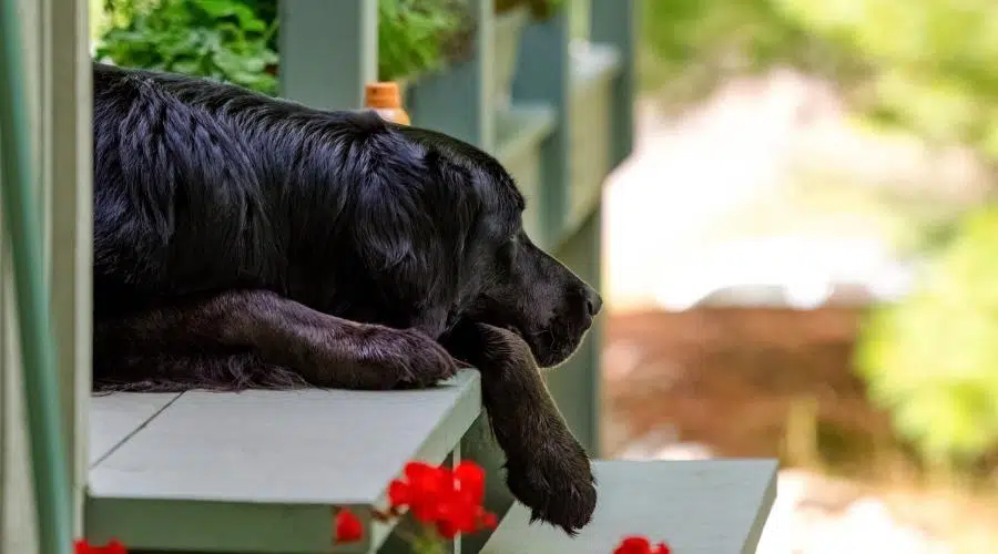 Un golden retriever negro y un perro de raza mixta de Terranova tumbados en los escalones del porche detrás de flores de geranio rojo. 