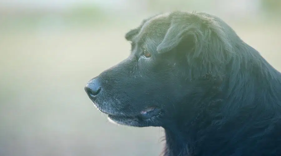 perro dorado negro