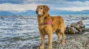 Información Sobre La Mezcla De Golden Retriever Y Terranova: Hechos,