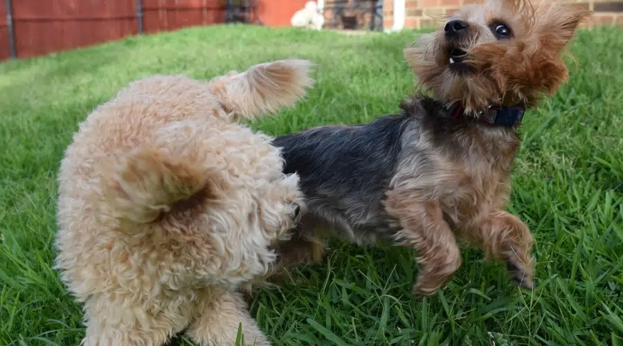 2 King Charles Yorkies en hierba