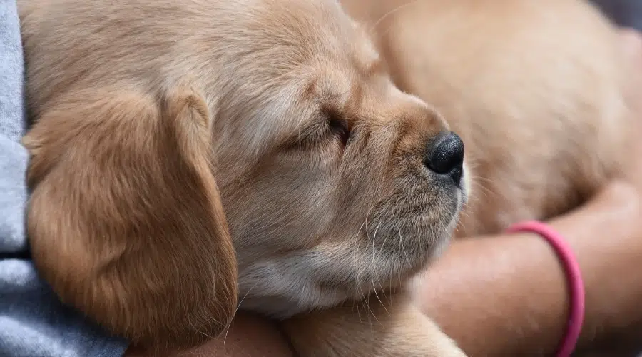 Cara de cachorro Cavador