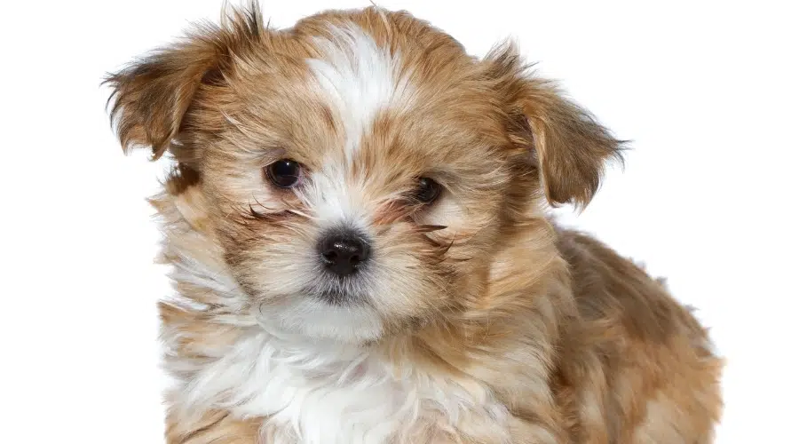 Cava Shih Tzu