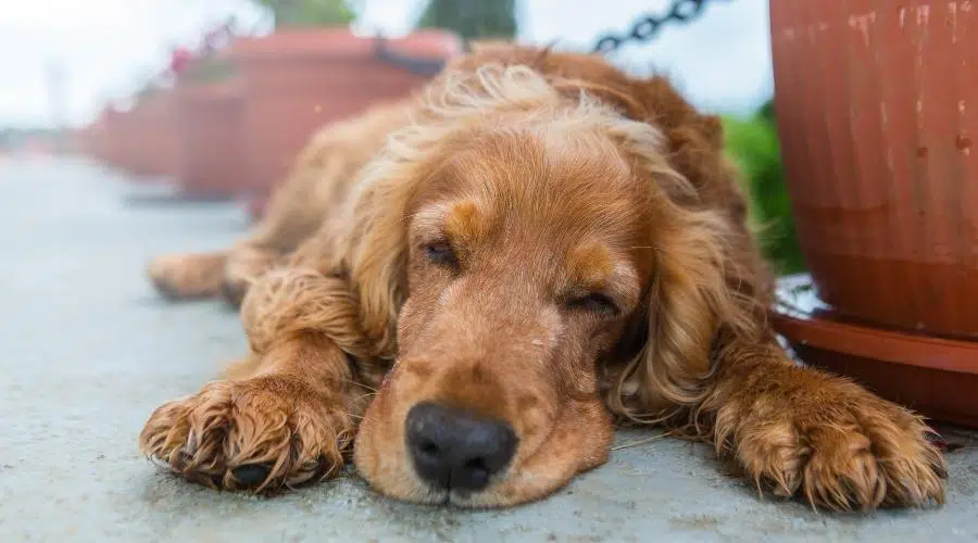 Tamaño y apariencia de la mezcla de Golden Retriever y Setter irlandés