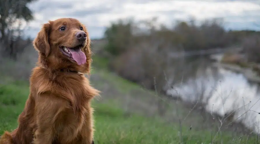 Ejercicio de mezcla de golden retriever y setter irlandés