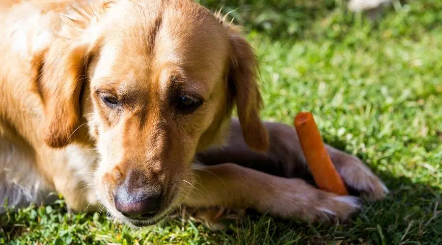 Nutrición de la mezcla de Golden Retriever y Setter Irlandés