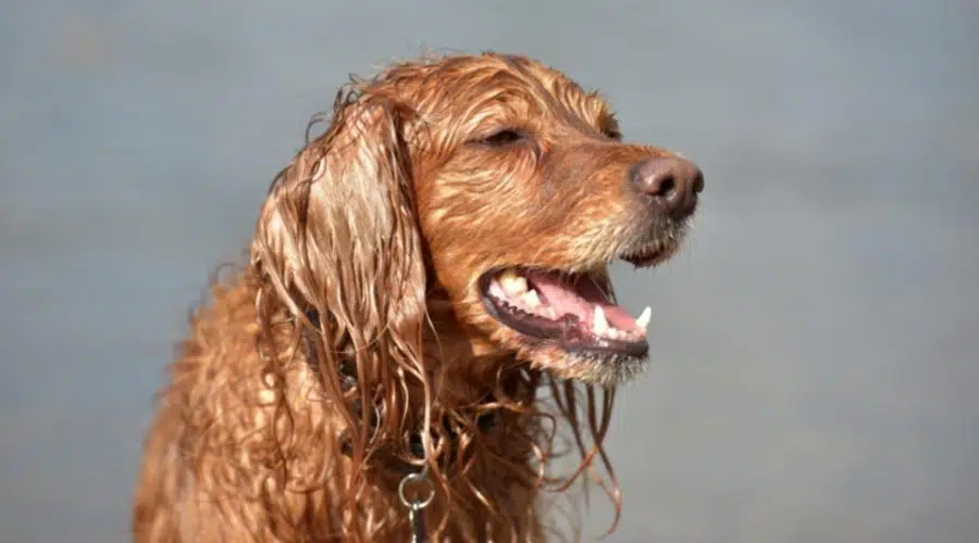 Aseo de la mezcla de Golden Retriever y Setter irlandés