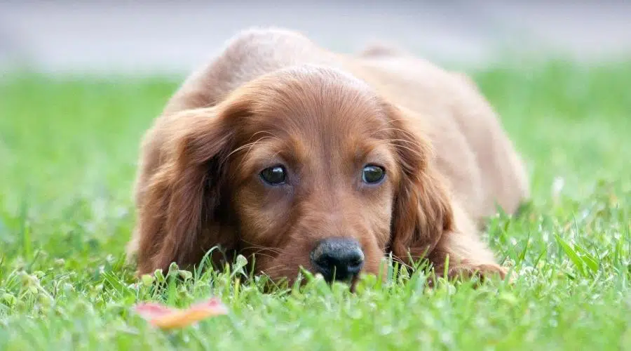 Salud de la mezcla de Golden Retriever y Setter Irlandés