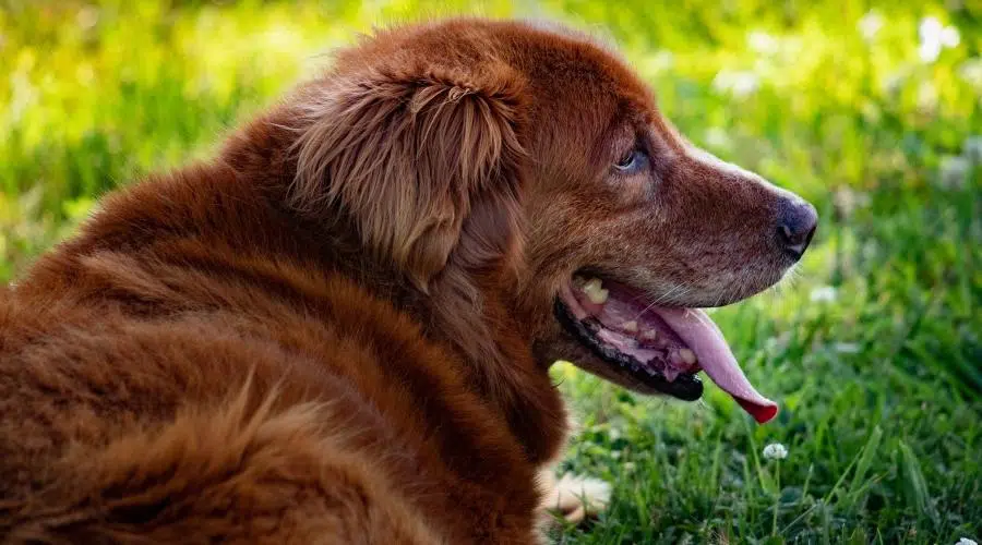 Refugios y rescates de mezcla de Golden Retriever y Setter irlandés