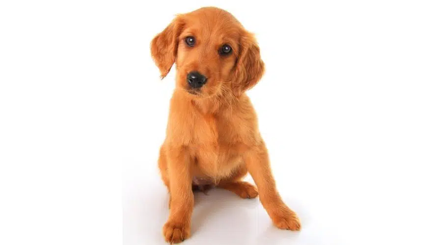 Criadores de mezcla de Golden Retriever y Setter irlandés y costos de cachorros