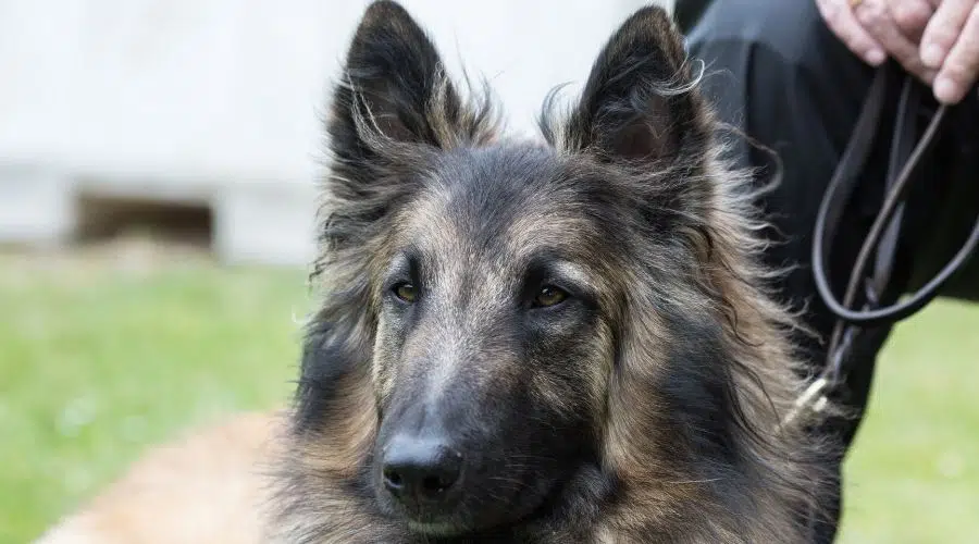 Perro negro y marrón con correa