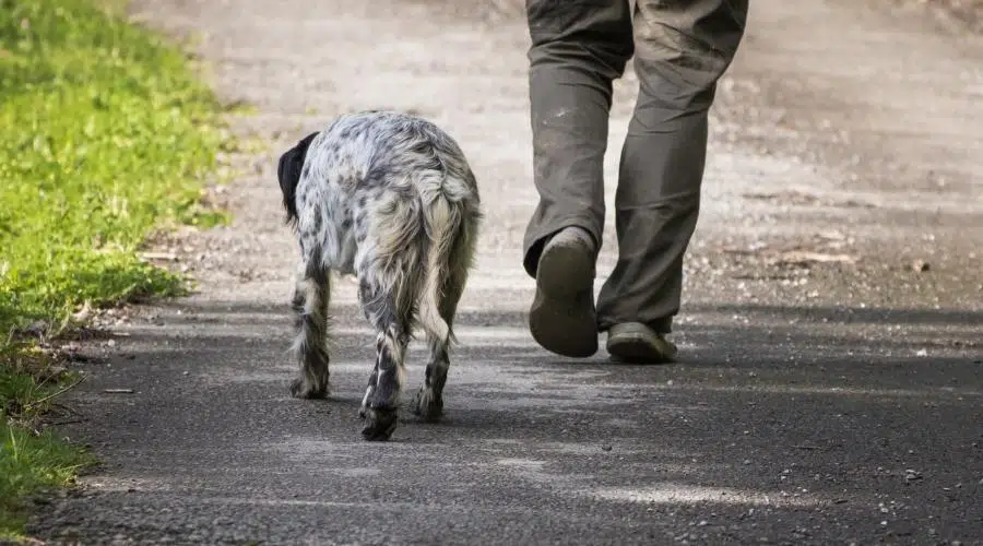 Perro caminando por la calle sin correa