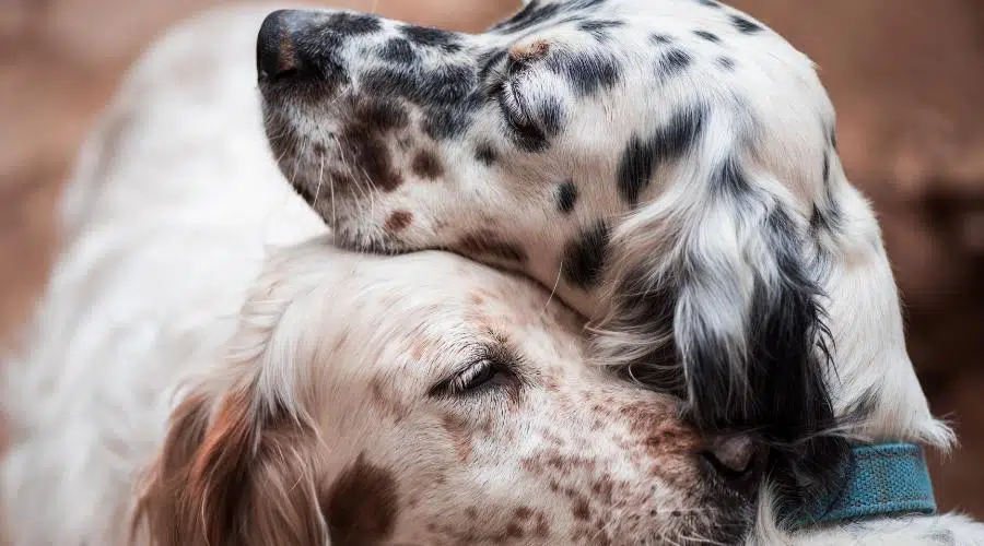 Dos perros juntos con diferentes colores de pelaje.