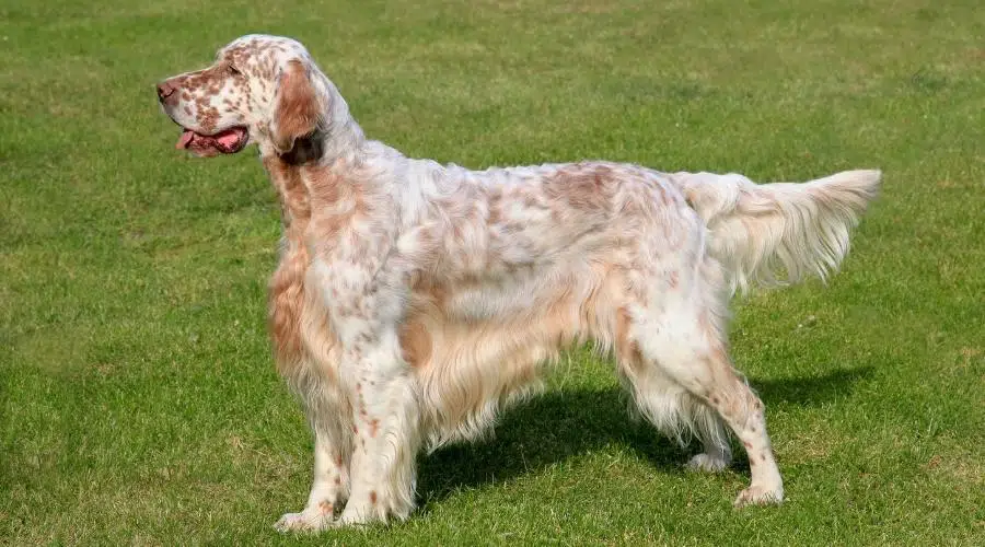 Perro blanco y dorado de pie en la hierba con la cola puntiaguda