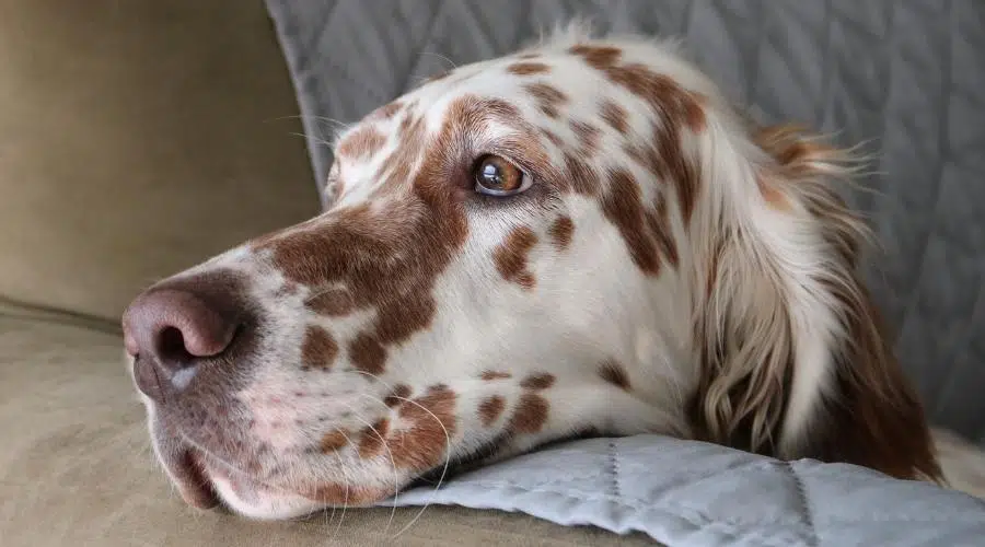 Perro durmiendo en el sofá