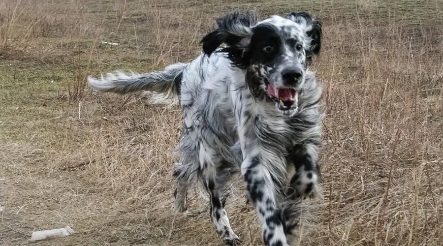 Perro blanco y negro haciendo ejercicio