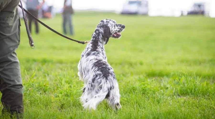 Entrenamiento de perros con correa en el campo