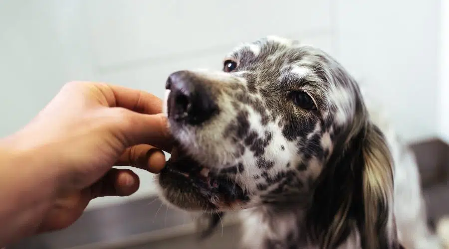 Perro comiendo de la mano de una persona