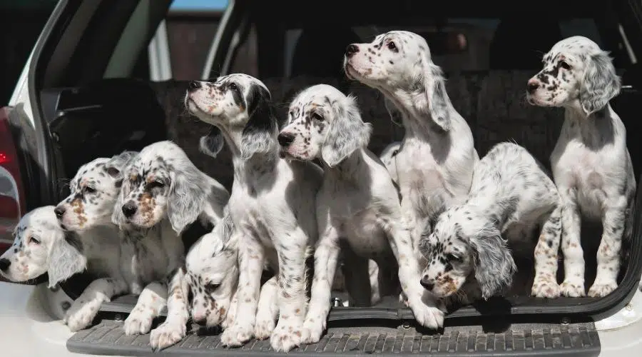 Camada de cachorros en la parte trasera del coche