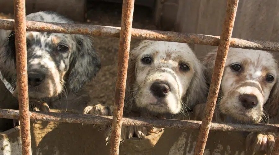 Perros tras las rejas de un refugio