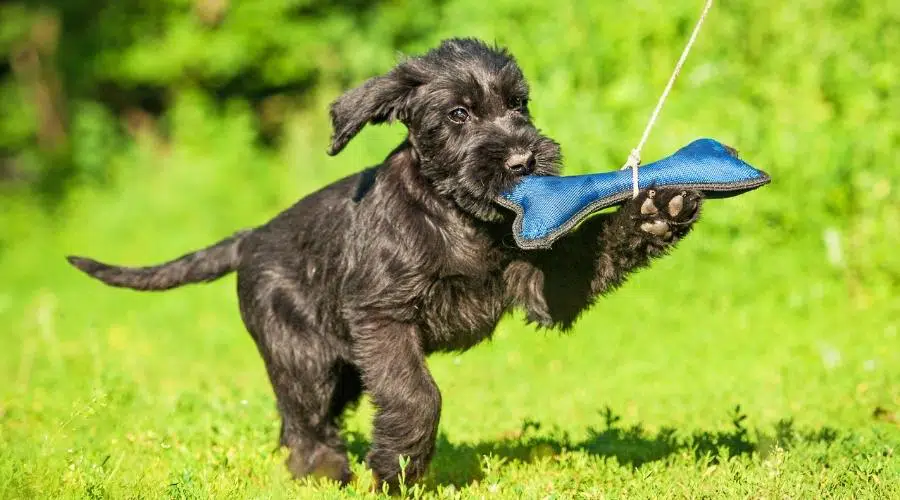 Cachorro persiguiendo un juguete