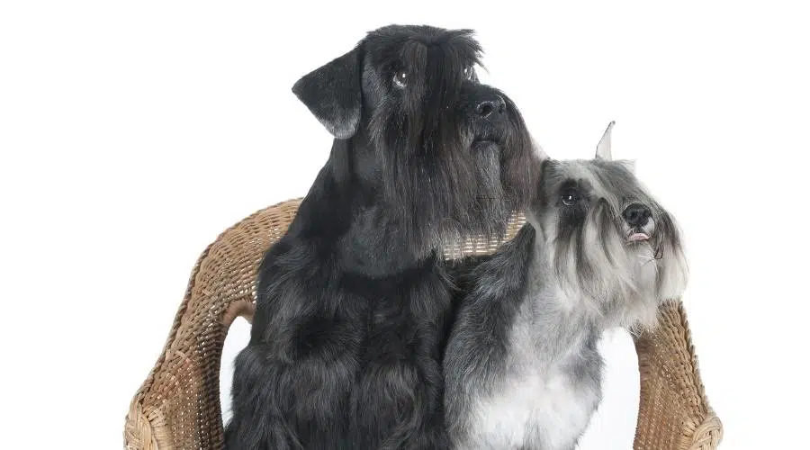 Schnauzer uno negro y otro gris sentado en una silla