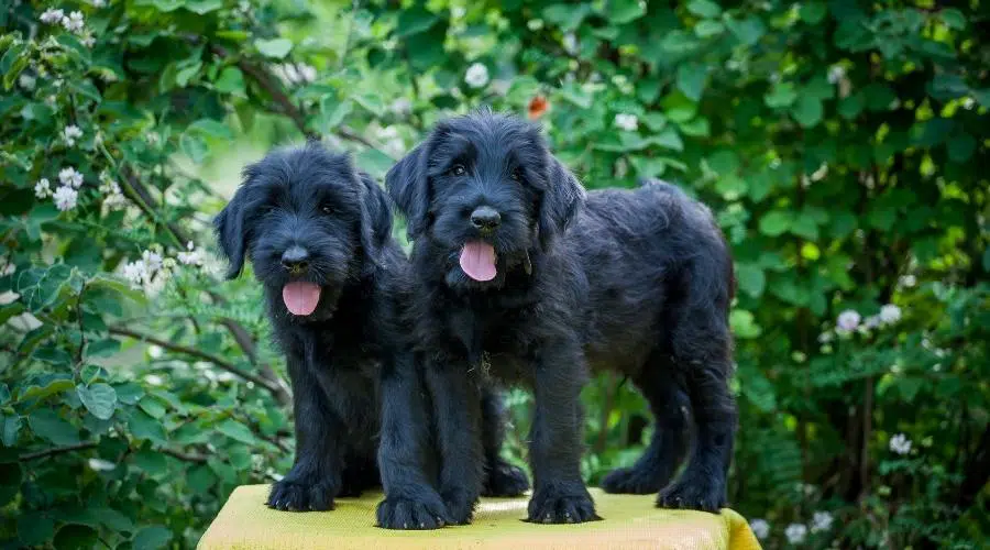 Cachorros Schnauzer gigante