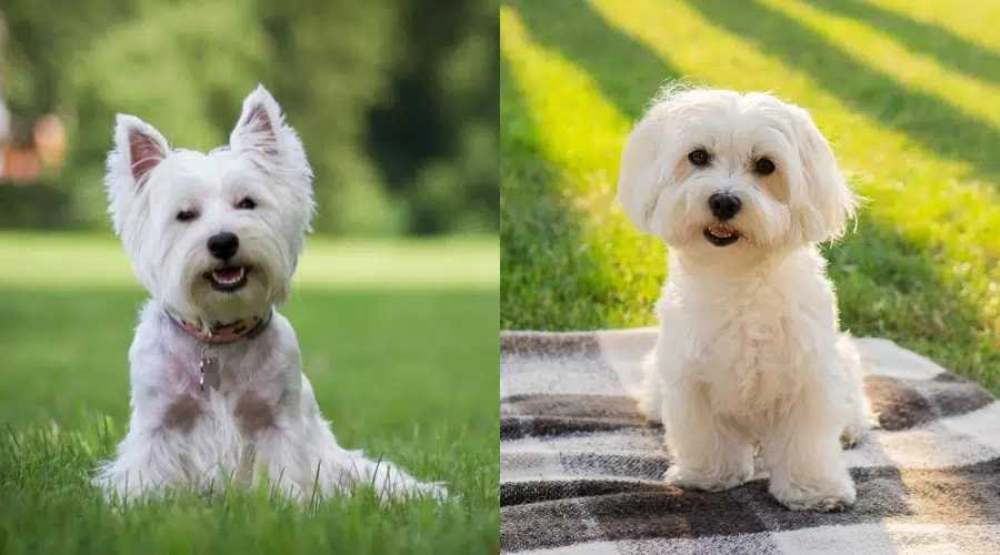 Terrier blanco de las tierras altas del oeste vs.  Apariencia maltesa