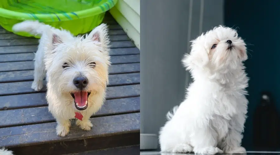 Terrier blanco de las tierras altas del oeste vs.  Temperamento maltés