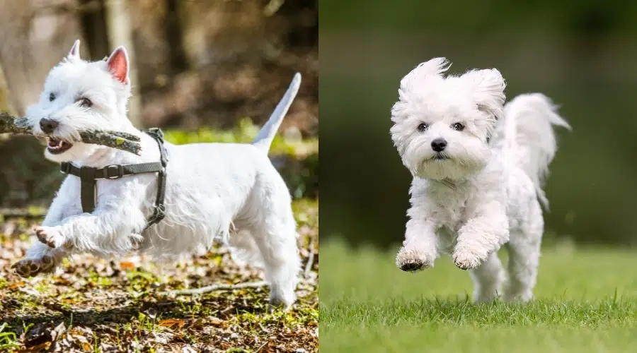 Terrier blanco de las tierras altas del oeste vs.  Ejercicio maltés