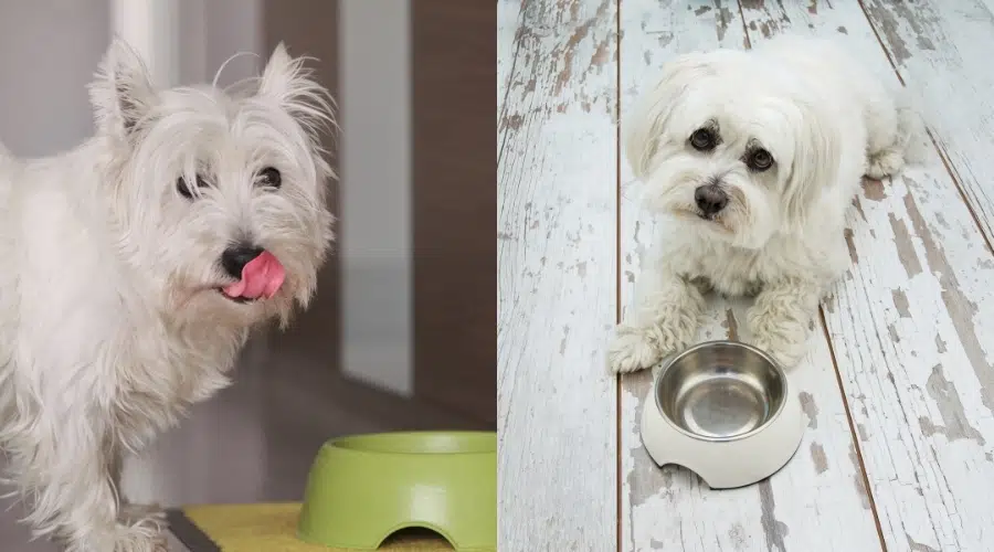 Westie vs.  Nutrición maltesa