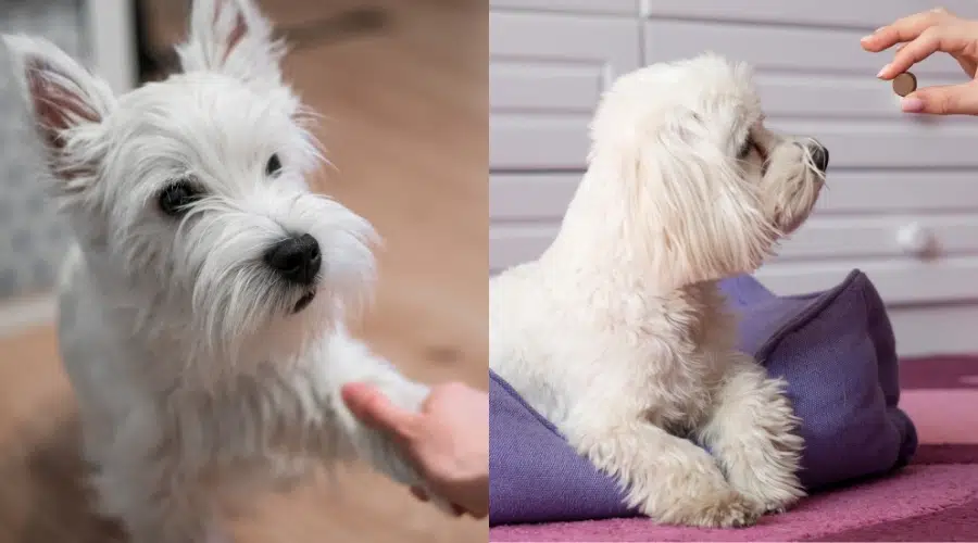 Terrier blanco de las tierras altas del oeste vs.  Entrenamiento maltés