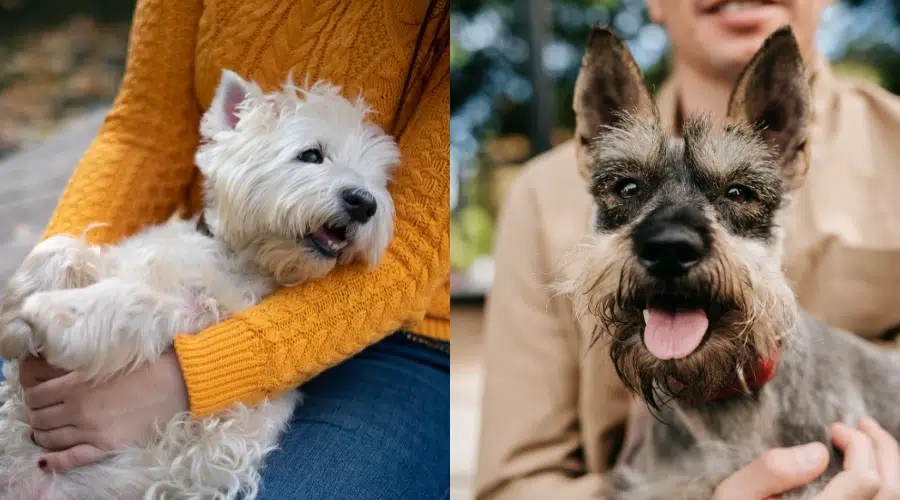 Westie y Schnauzer miniatura en manos de sus propietarios