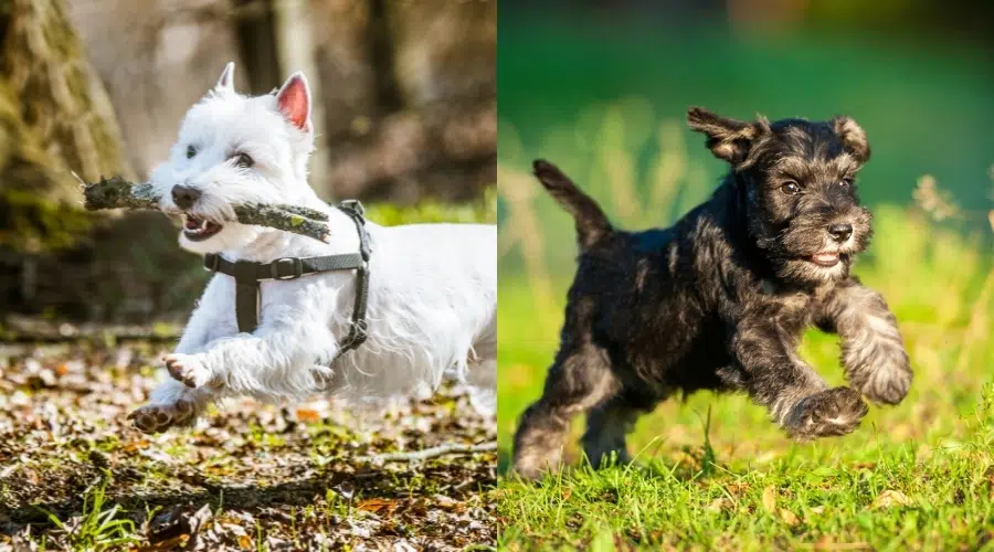 Westie y Schnauzer miniatura haciendo ejercicio corriendo