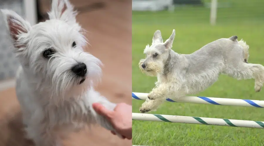 Westie temblando y Schnauzer miniatura saltando en la encuesta del curso de agilidad