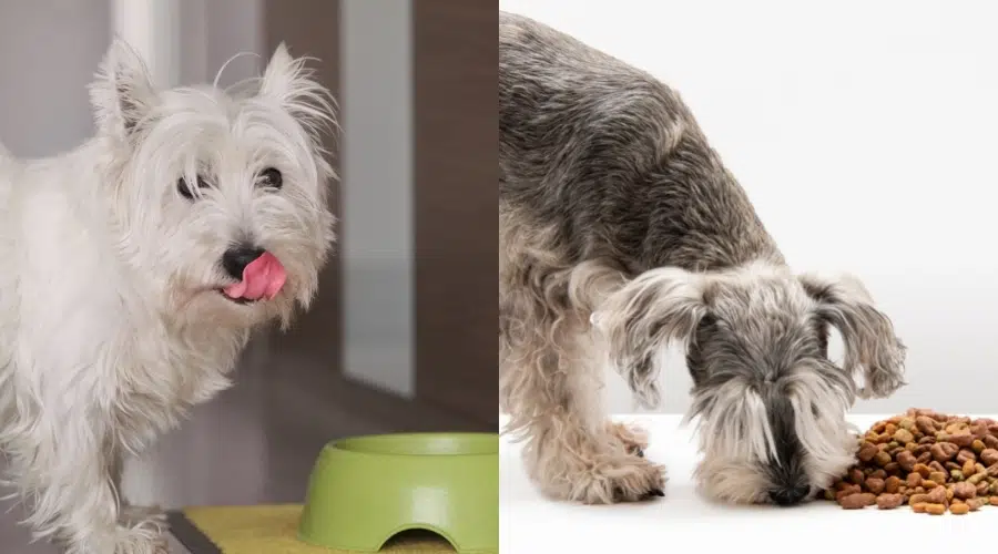 Westie y Schnauzer miniatura comiendo