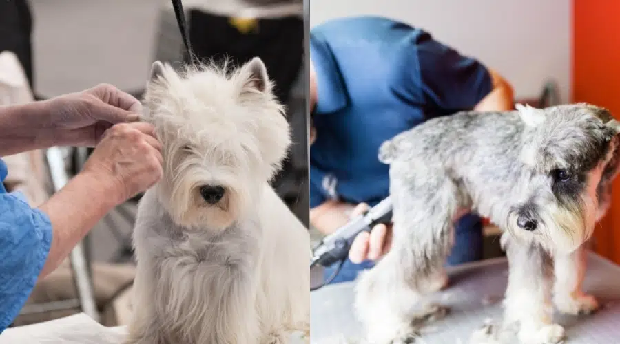 Westie y Schnauzer miniatura en la peluquería