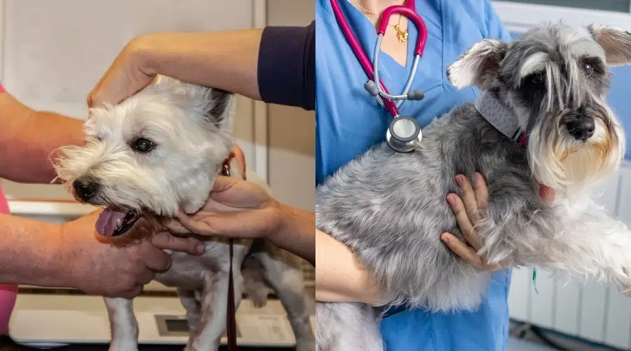 Westie y Schnauzer miniatura en el veterinario