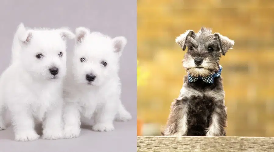 Cachorros Westie y Schnauzer miniatura