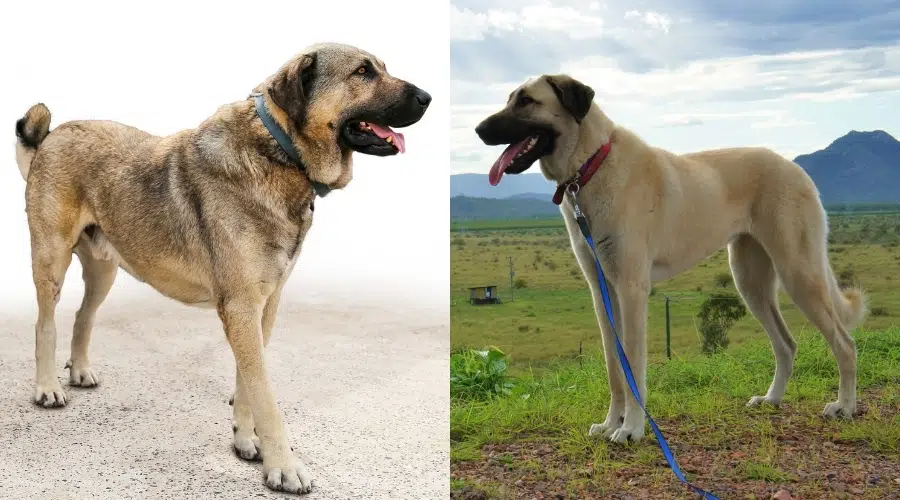 Apariencia del pastor de Anatolia vs Kangal