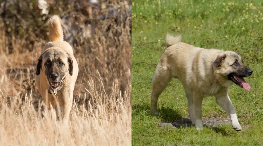 Ejercicio Pastor De Anatolia Vs Kangal