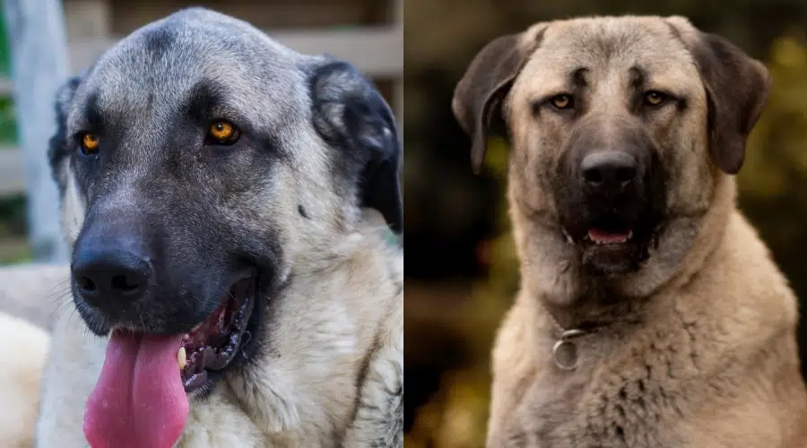 Pastor de Anatolia contra Kangal Health