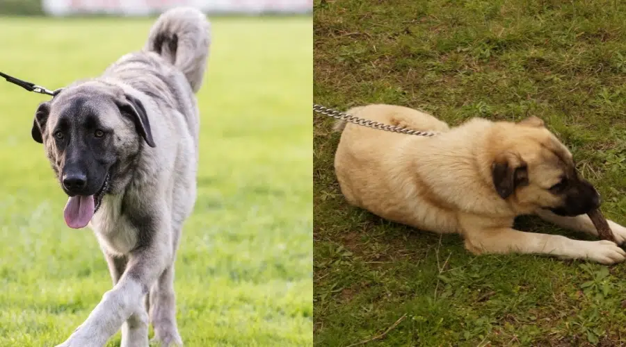 Entrenamiento del pastor de Anatolia vs Kangal