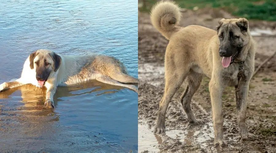 Pastor de Anatolia vs Aseo Kangal