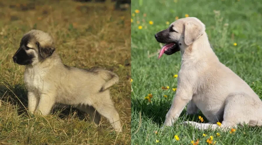 Pastor de Anatolia vs Cachorro Kangal