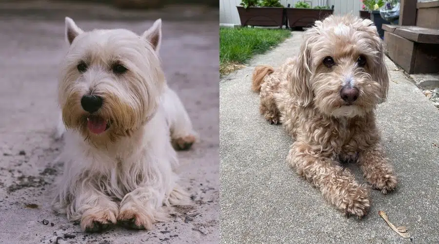 Dos pequeños perros blancos y esponjosos tirados en la acera