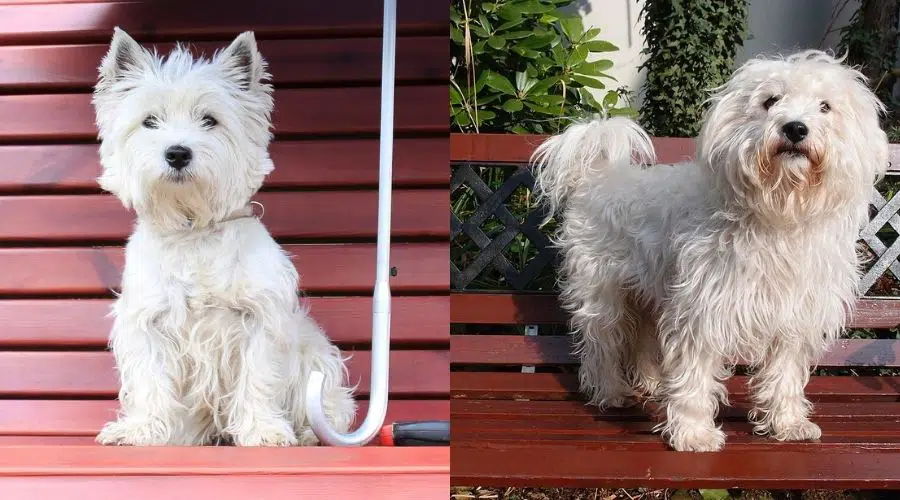 Dos pequeños perros blancos y esponjosos sentados en un banco