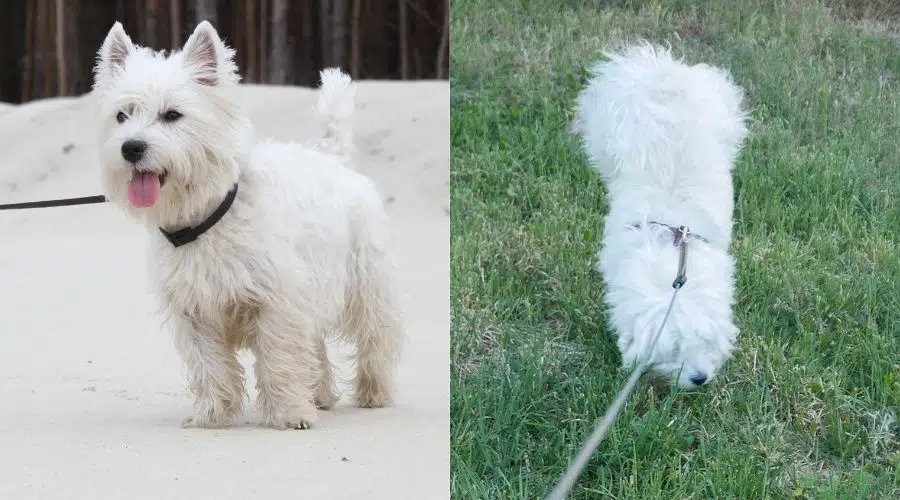 Dos pequeños perros blancos y esponjosos caminando con correa