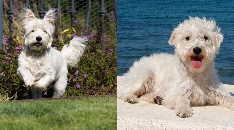 Dos pequeños perros blancos y esponjosos jugando