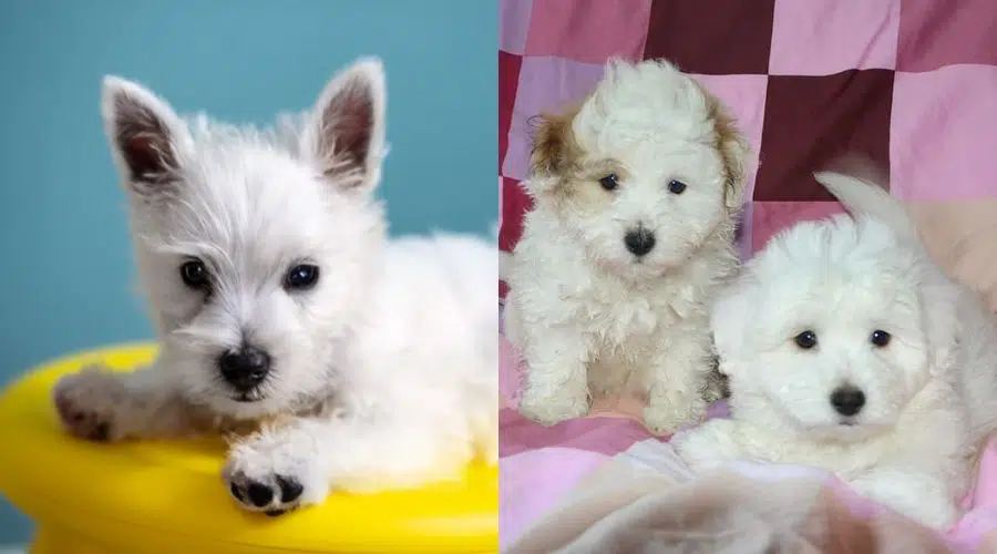 Cachorros pequeños y esponjosos blancos