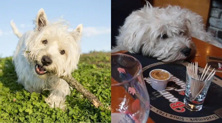 Dos pequeños perros blancos y esponjosos disfrutando de la vida